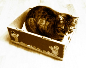 Katze im Karton bester Schlafplatz für die Mieze Katze Katze im Karton