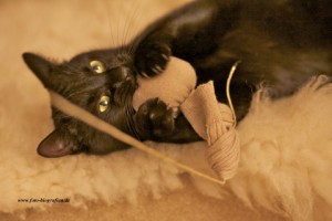 Katzenminze Stinkestrumpf Kater Klaus Nero
