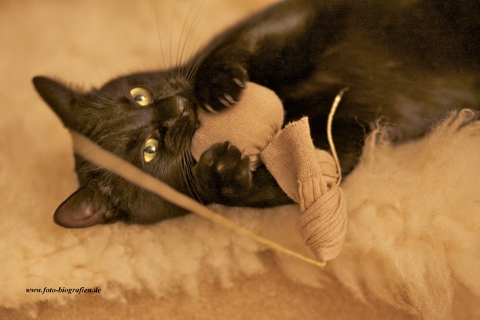 Katzenminze Stinkestrumpf Kater Klaus Nero