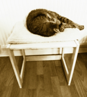 Schlafplatz Heizkörper