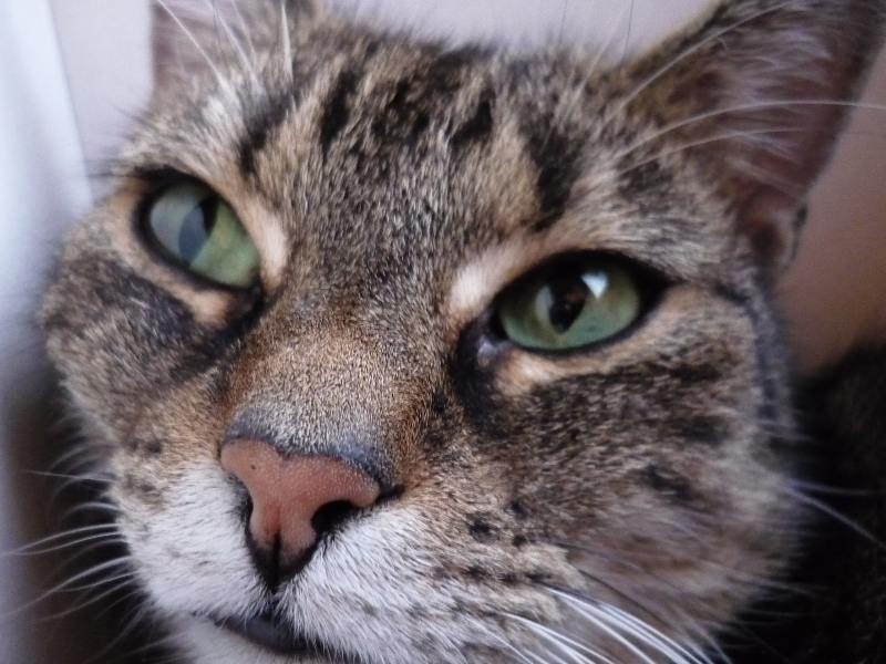 Tierstimme Katze