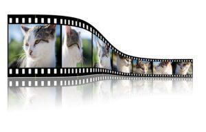 Katzen Videos