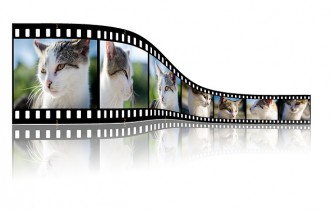 Katzen Videos
