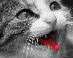Katzenwitze