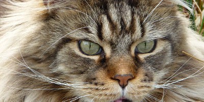 Katze-Kater