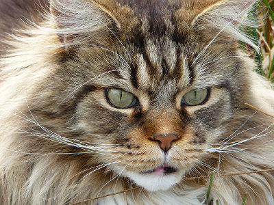 Katzen und Kater Katze-Kater