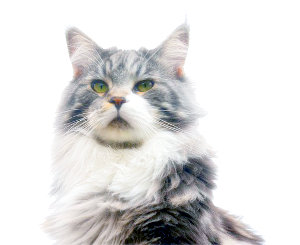 Maine Coon