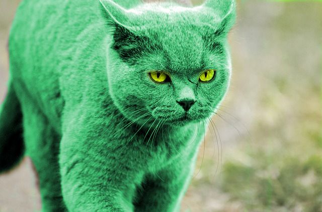 Hulk Katze