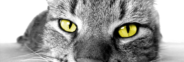 Katzen Monatskalender
