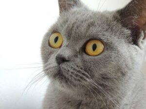 Britisch Kurzhaar Katze