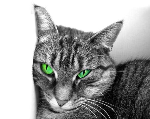 Meine Geliebte Katze in ihrer Katzen Sauna