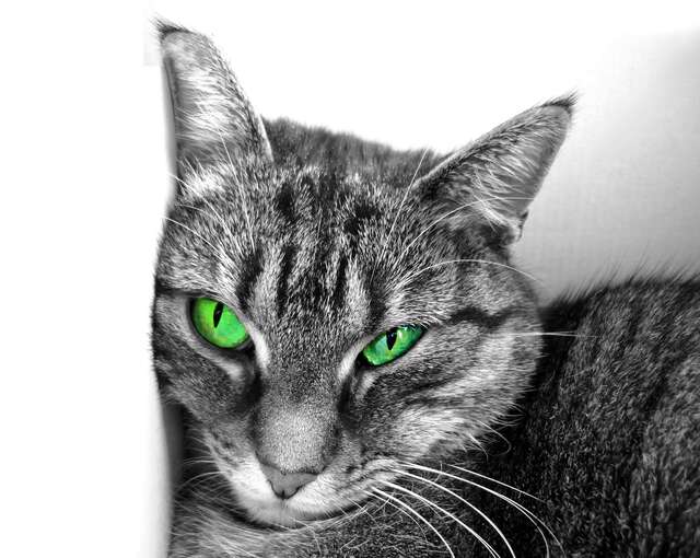 geliebte-katze-in-ihrer-katzen-sauna 640