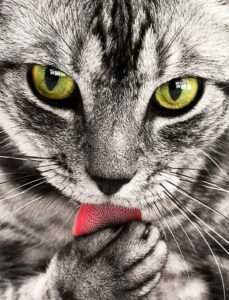 Tabby Hauskatze