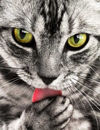 Tabby Hauskatze