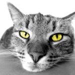 Tom der Sprechende Kater – Android App