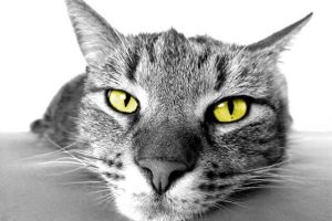 Jetzt spielen! Katzenspiele für die Pause. Miau!