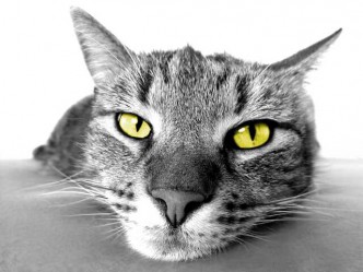 Straßen Kater Stupsi Wupsi