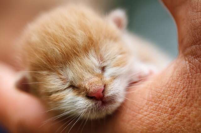 Süßes Katzenbaby