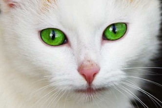 Weiße Katze