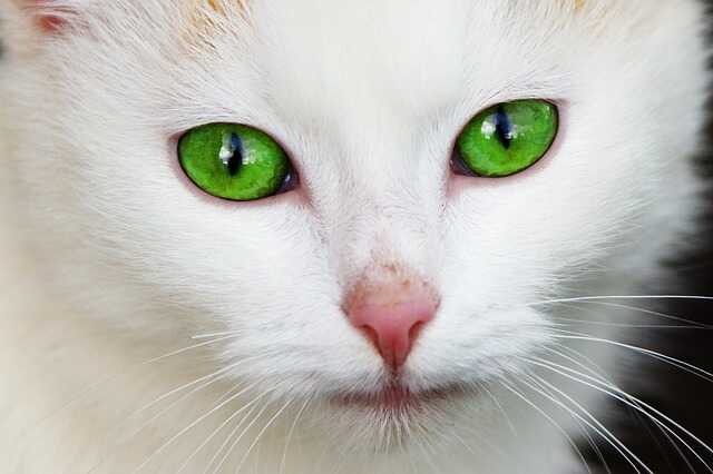 Diese wunderhübsche weiße Katze liebkoste einem wahrlich mit ihren strahlend grünen Augen. Die kleine süße Stupsnase lädt zum downloaden ein. Weiße Katze