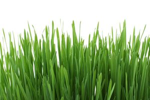 Katzengras wird von Katzen als Verdauungshilfe für Haare benötigt. Katzengras