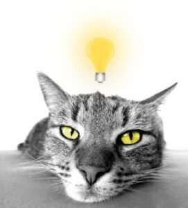 Clevere Raubkatzen