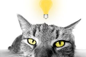 « Raubkatzen im Supermarkt »