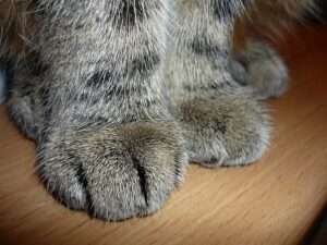 Katzenpfoten