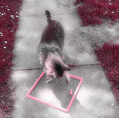 Hexbug Nano V2 Katzenspielzeug