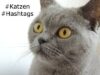 Katzen Hashtags nutzen auf Twitter Facebook Instagram und Pinterest
