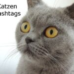 Katzen Hashtags nutzen auf Twitter Facebook Instagram und Pinterest