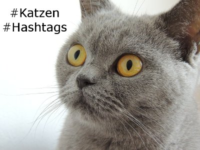 Katzen Hashtags