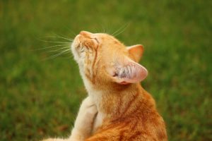 Flohbefall bei Katzen