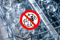 Geschirr stinkt nach nassem Hund