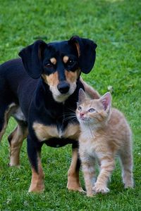 Hier werden Freunde und Partner Seiten rund um das Thema Katzen und Katzenspielzeug von www.Katzenspielzeug-selber-machen.de empfohlen. Freunde