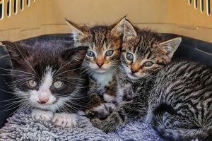 Katze stressfrei in die Transportbox bekommen