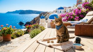 Katze entspannt auf Terrasse auf Santorini mit Blick auf das Meer