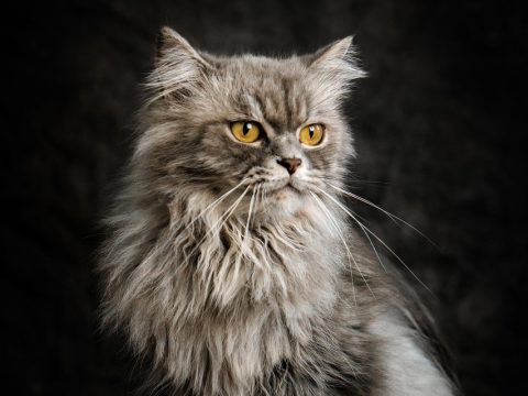 Eine glückliche Katze spielt in einer hellen Wohnung mit hochwertigem Katzenspielzeug, Fokus auf artgerechte Katzenhaltung und Zubehör.