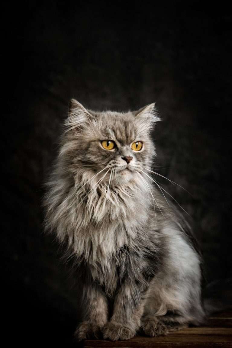 Eine glückliche Katze spielt in einer hellen Wohnung mit hochwertigem Katzenspielzeug, Fokus auf artgerechte Katzenhaltung und Zubehör.