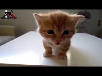 Mieze Katze miaut