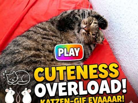 Süßer getigerter Kater Stupsi Wupsi auf roter Decke als Video-Wallpaper Grafik.