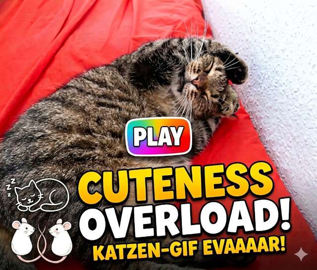 Süßer getigerter Kater Stupsi Wupsi auf roter Decke als Video-Wallpaper Grafik.