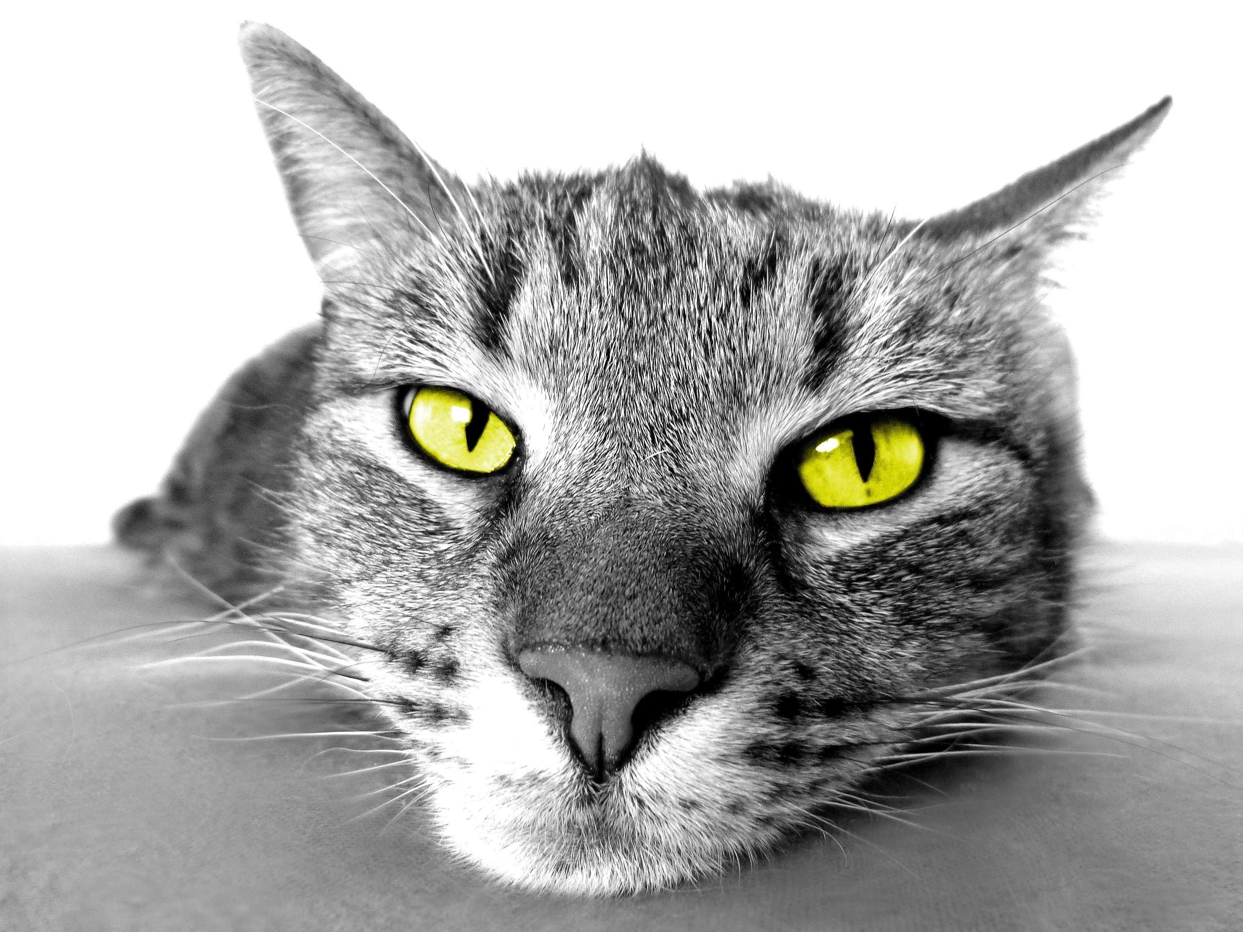 Katzen